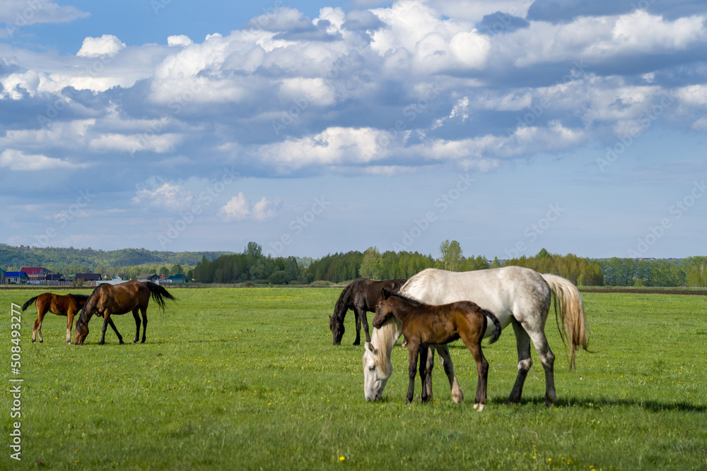Summer landscape with horses grazing in the meadow. Cloudy sky. Summer landscape with horses grazing in the meadow. Cloudy sky.