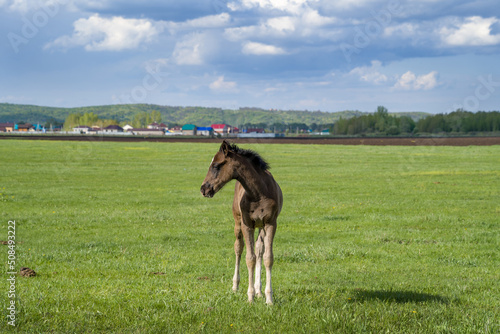 Summer landscape. A foal stands on a green meadow against a cloudy sky. © Тамара Андреева