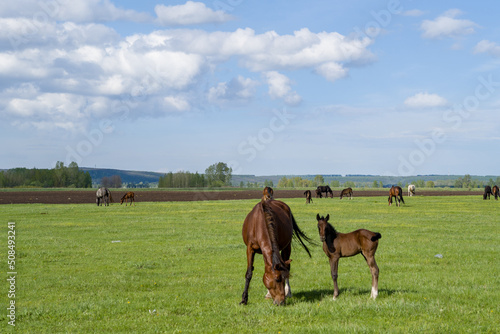 Summer landscape with horses grazing in the meadow. In the foreground is a mare with a foal. Cloudy sky.