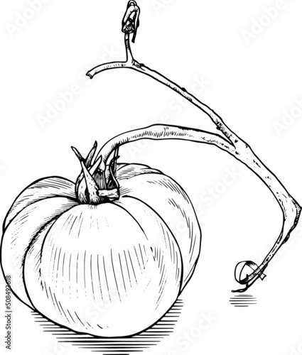 Pomodoro con ramo. Bianco e nero. Disegno vecchio stile vettoriale