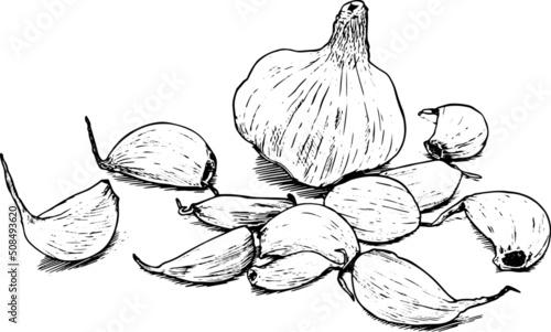 Bulbo di aglio con spicchi sparsi. Bianco e nero. Disegno vecchio stile vettoriale