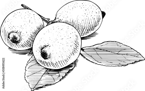 Tre limoni su ramo. Disegno vecchio stile vettoriale.Bianco e nero. 