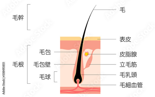 髪の毛の図解イラスト、断面図
