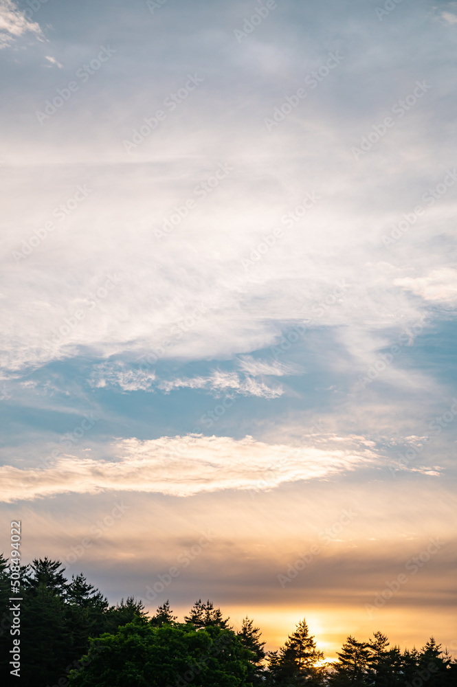 Fototapeta premium 木の中に沈む太陽