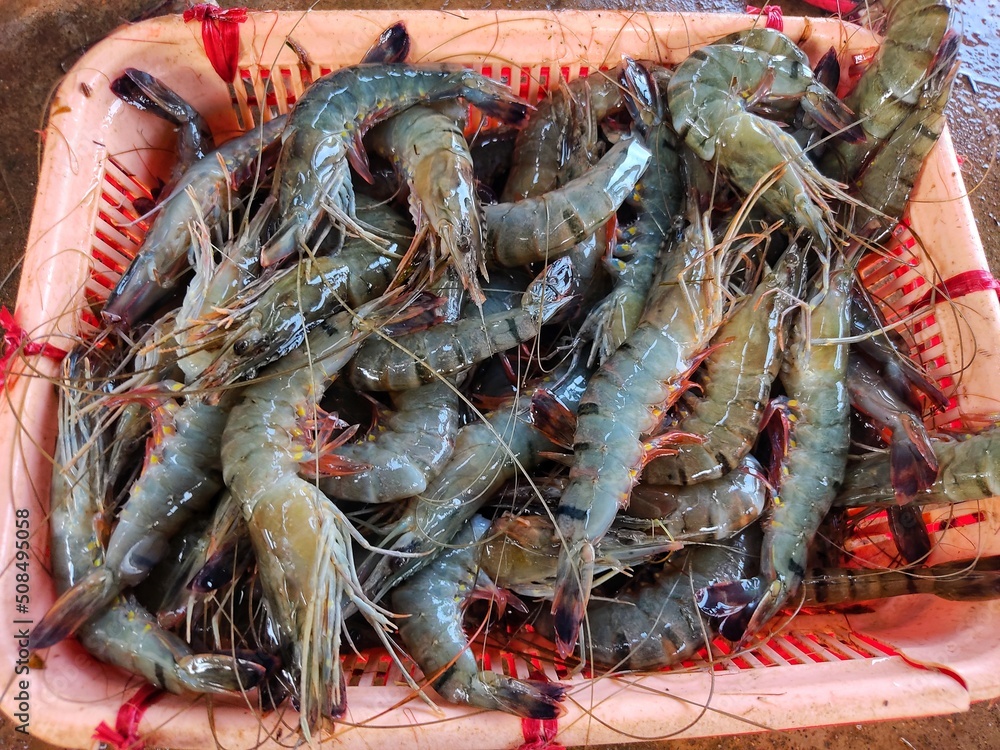 Big tiger prawn penaeus monodon pile in indian fish market for sale