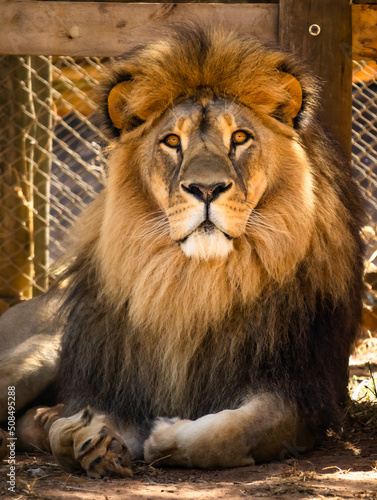 Image of a lion watching people at the zoo in the city of Belo Horizonte in Brazil.