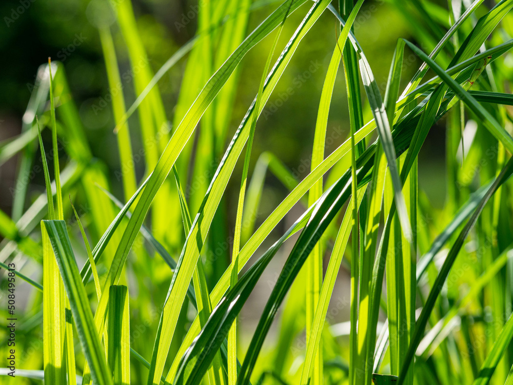 Fototapeta premium green grass background