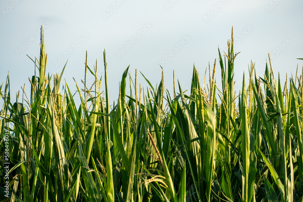 Corn field in an ecologically clean area. Tall green corn stalks close-up. Growing corn on an industrial scale. Corn field in an ecologically clean area. Tall green corn stalks close-up. Growing corn on an industrial scale.