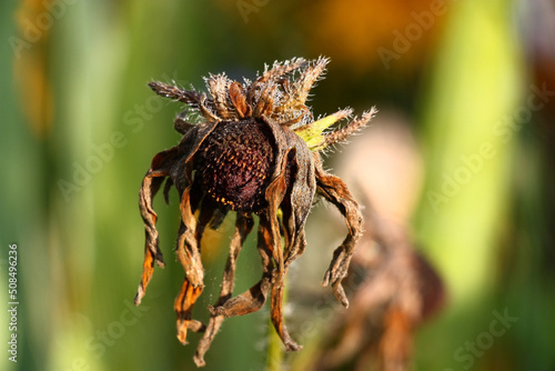 Solar summer morning. In a garden on escape the rudbeckia flower dried. It is decorated by small drops of dew and supplements an abstract water color background.