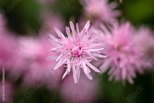 Closeup of flowers of Lychnis flos-cuculi 'Jenny' in a garden in summer photo