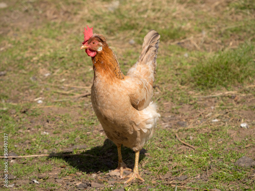 portrait of a brown hen