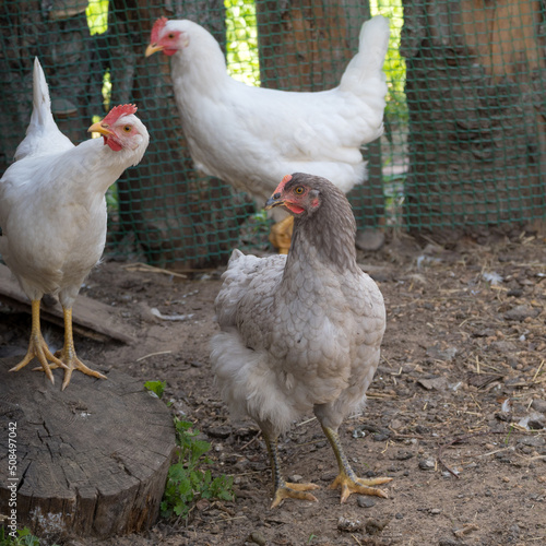 hens in a rural yard