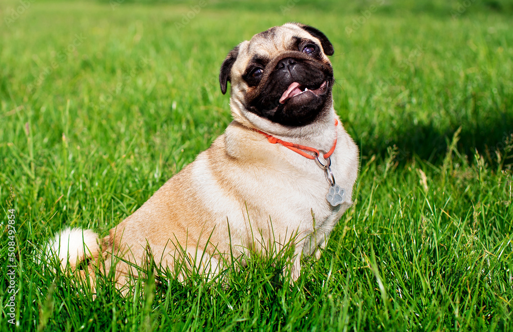 Pug dog of light color. Dog on a background of blurred green grass. The dog is fed by hand