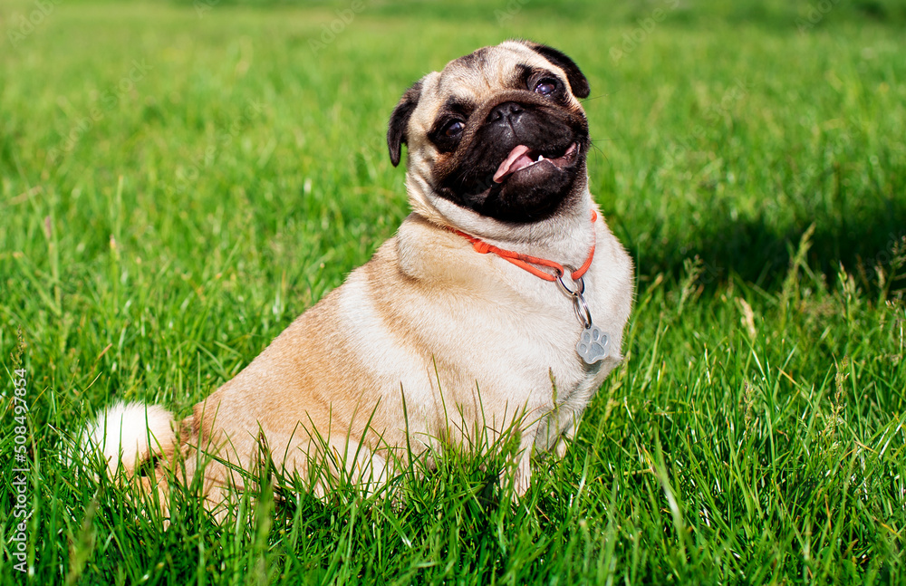 Pug dog of light color. Dog on a background of blurred green grass. The dog is fed by hand Pug dog of light color. Dog on a background of blurred green grass. The dog is fed by hand