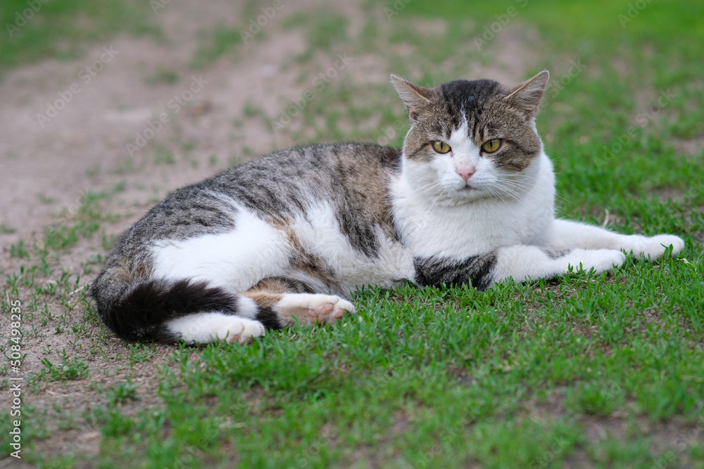 A spotted cat lies on green grass against a white fence. 
