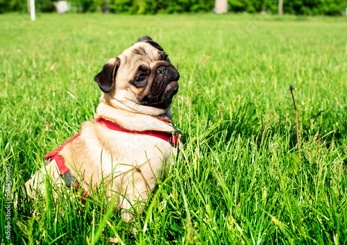 Pug dog of light color. Dog on a background of blurred green grass. The dog is fed by hand