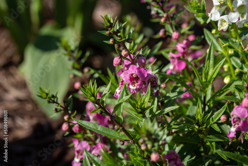 Pink Flowers in a Garden