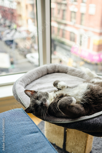 A gray cat sleeps in a cat bed in front of a cityscape window scene
