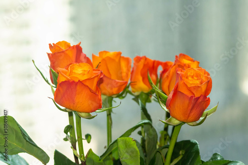 Close up of orange roses on a grey background