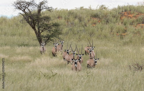 Fototapeta Naklejka Na Ścianę i Meble -  Gemsbok or South African Oryx, Kgalagadi