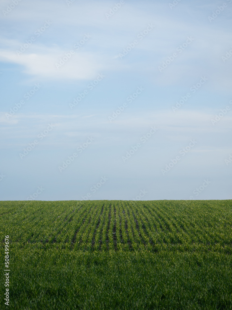 Field with young shoots of wheat. Vertical