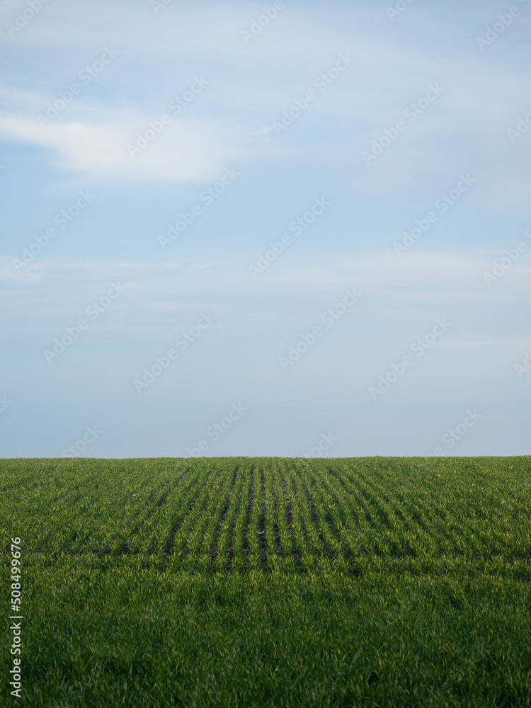 Field with young shoots of wheat. Vertical Field with young shoots of wheat. Vertical
