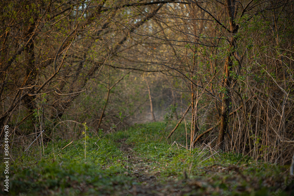 Obraz premium Narrow path in spring forest