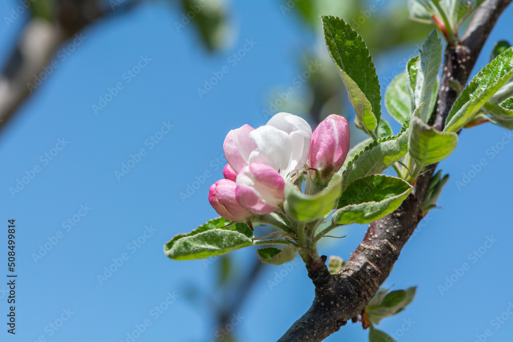 Obraz premium Apfelbaum | Blüte