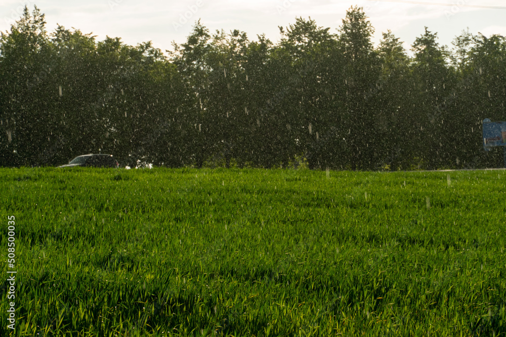 Obraz premium Agro-industrial complex for the cultivation of cereals, wheat, rye, corn and barley. The use of low-quality and non-natural fertilizers for the sowing campaign. Poor harvest and the threat of famine.