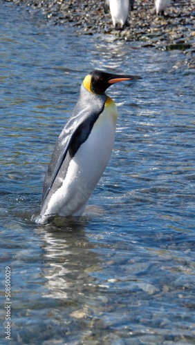 King penguin  Aptenodytes patagonicus  standing in shallow water at Jason Harbor on South Georgia Island