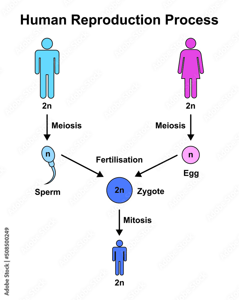 Colorful Designing Of Human Reproduction Process. Vector Illustration