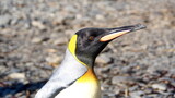 Close up of a king penguin (Aptenodytes patagonicus) on the beach at Jason Harbor on South Georgia Island