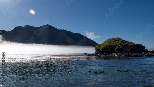 Peninsula covered in tussock grass protruding into the fog covered bay at Jason Harbor on South Georgia Island