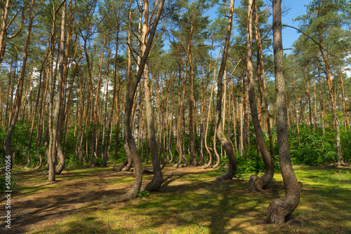 Fototapeta Naklejka Na Ścianę i Meble -  niesamowity krzywy las pod Gryfinem