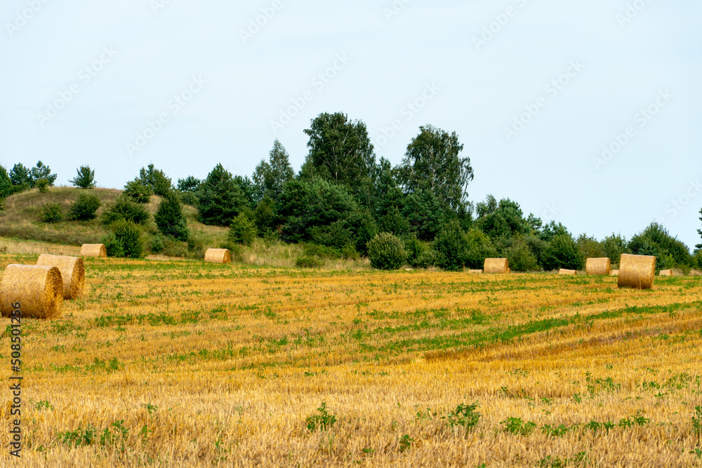 A haystack in an agricultural field. A beautiful yellow field after harvesting wheat. Rolled hay bales dry in the sun.