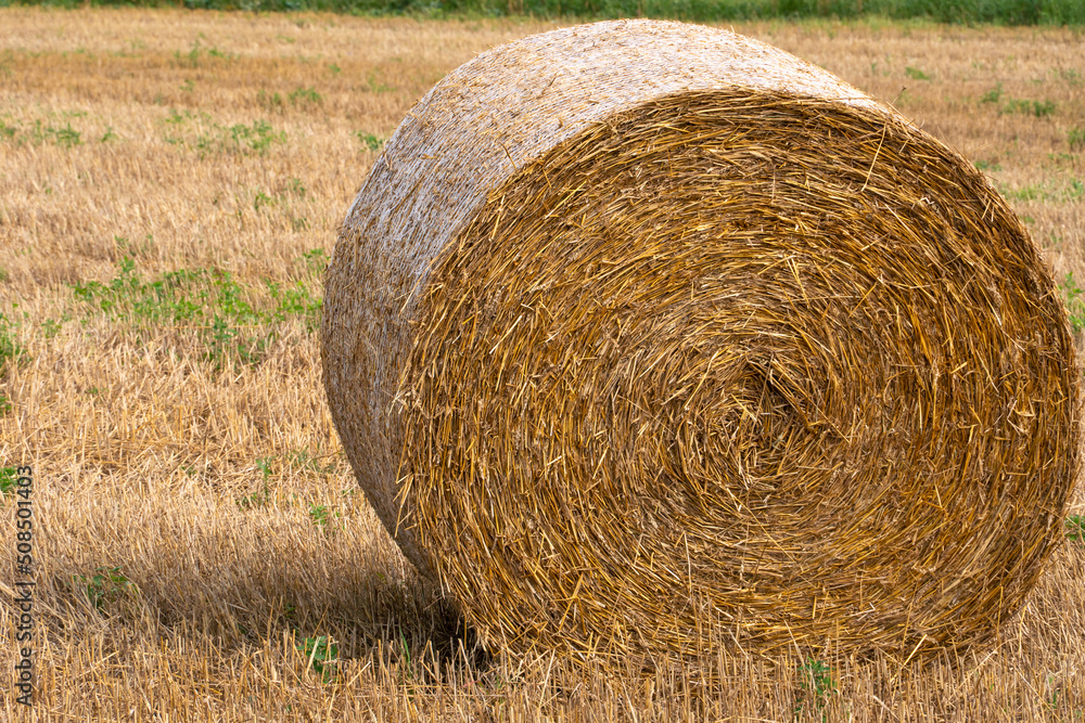 A haystack in an agricultural field. A beautiful yellow field after harvesting wheat. Rolled hay bales dry in the sun. A haystack in an agricultural field. A beautiful yellow field after harvesting wheat. Rolled hay bales dry in the sun.
