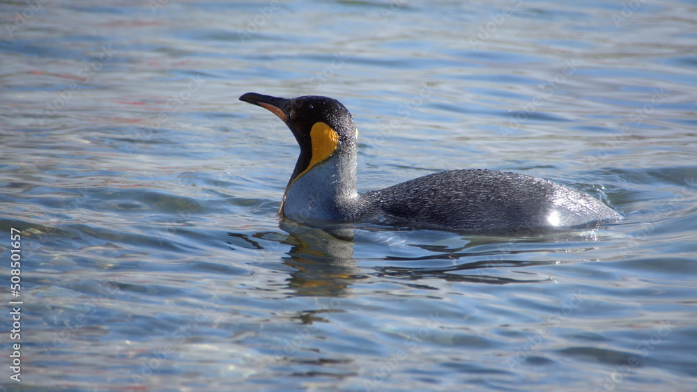 Fototapeta premium King penguin (Aptenodytes patagonicus) swimming in the bay at Jason Harbor on South Georgia Island