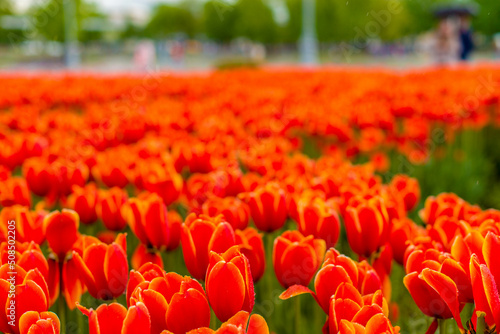 field of tulips © сергей шувалов