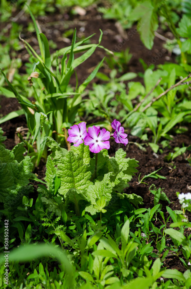 A flower in a flower bed