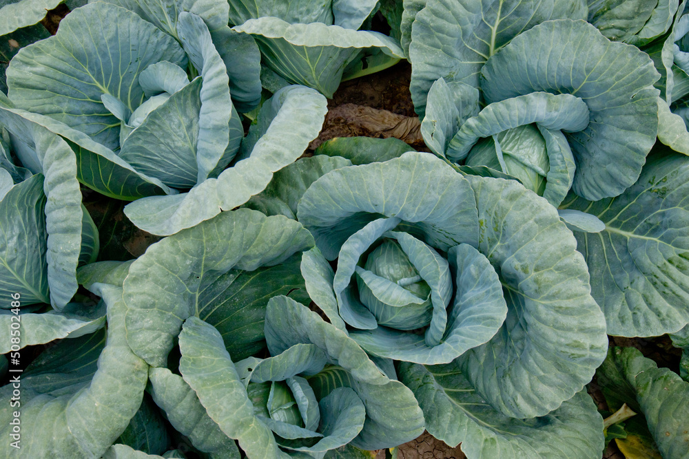 Obraz premium Cabbages Like Roses