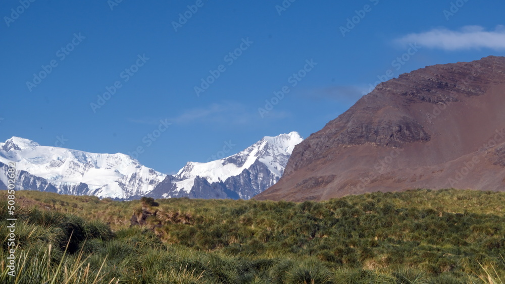 Glacier covered mountain above a field of tussock grass at Jason Harbor on South Georgia Island