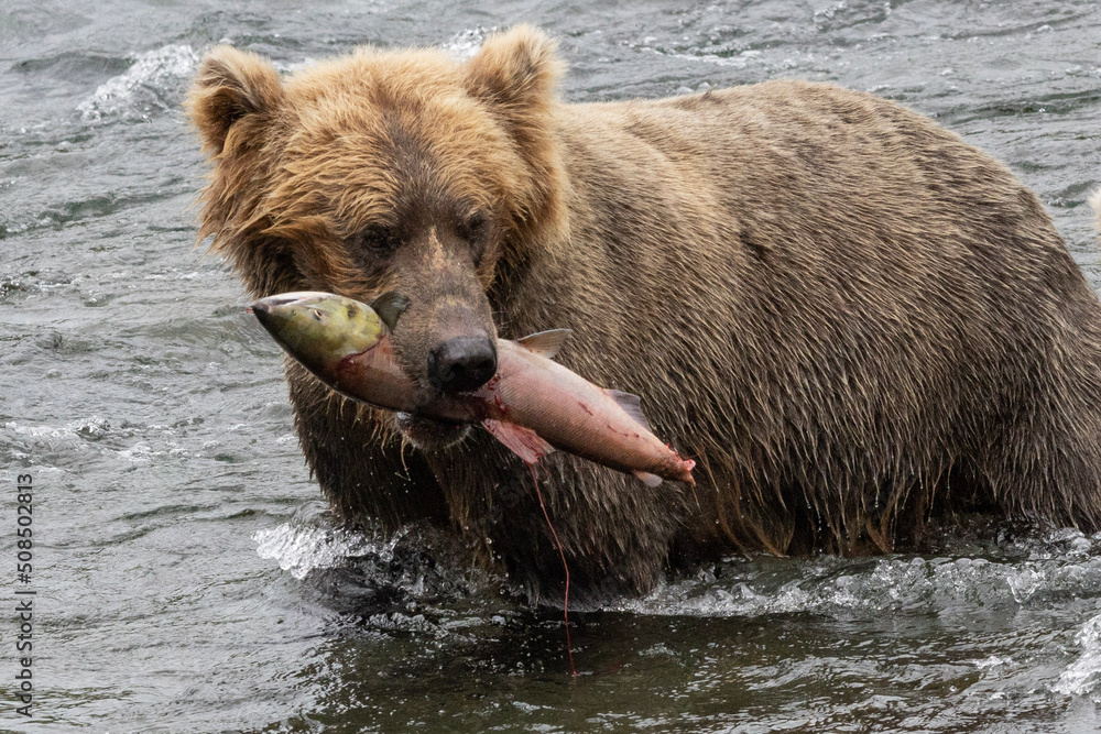 Large brown bear in water with a salmon in his mouth Large brown bear in water with a salmon in his mouth