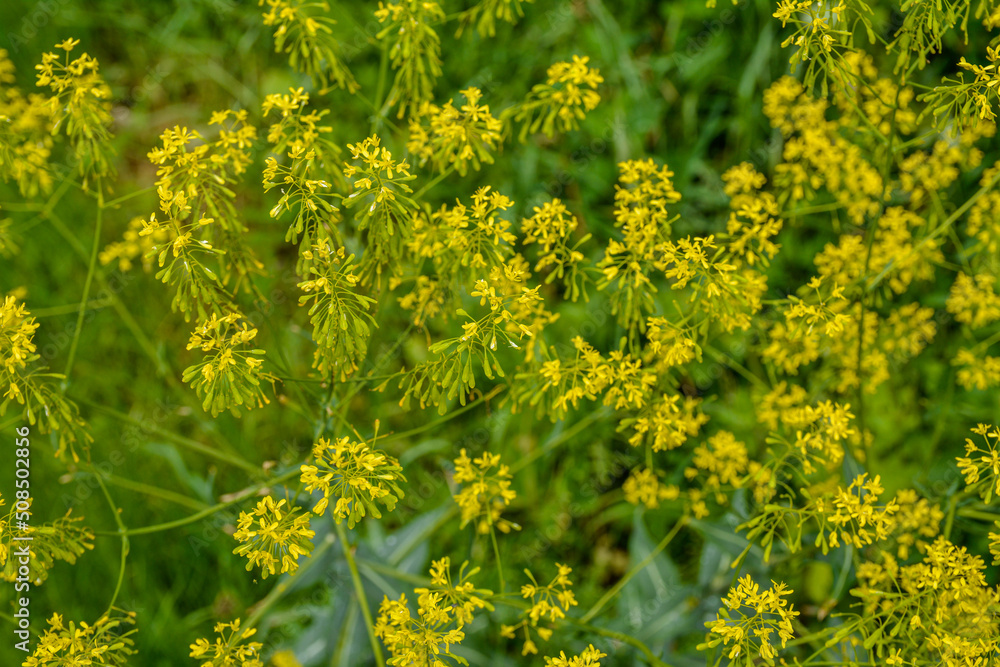 Woad flower on blue dark background Woad flower on blue dark background