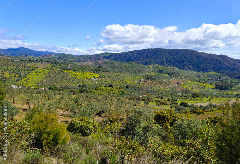 Naklejka premium Olive trees in Andalusia