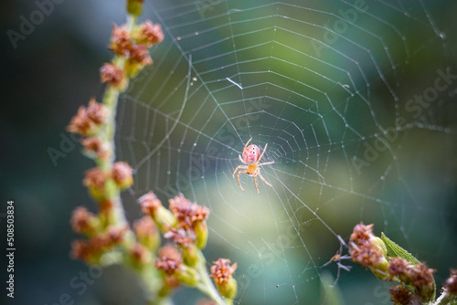 Beautiful Pink Orb Weaver Spider sitting in her web macro photo