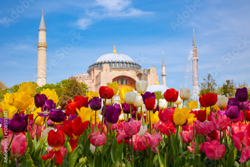 Photography Tulips and Hagia Sophia in Istanbul at spring. Travel to Istanbul