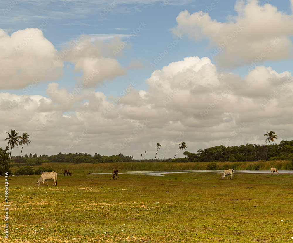 Obraz premium herd of sheep