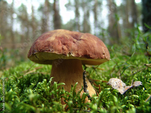 Mushroom boletus edible. Popular white mushrooms in the forest. Mushrooms in the moss.