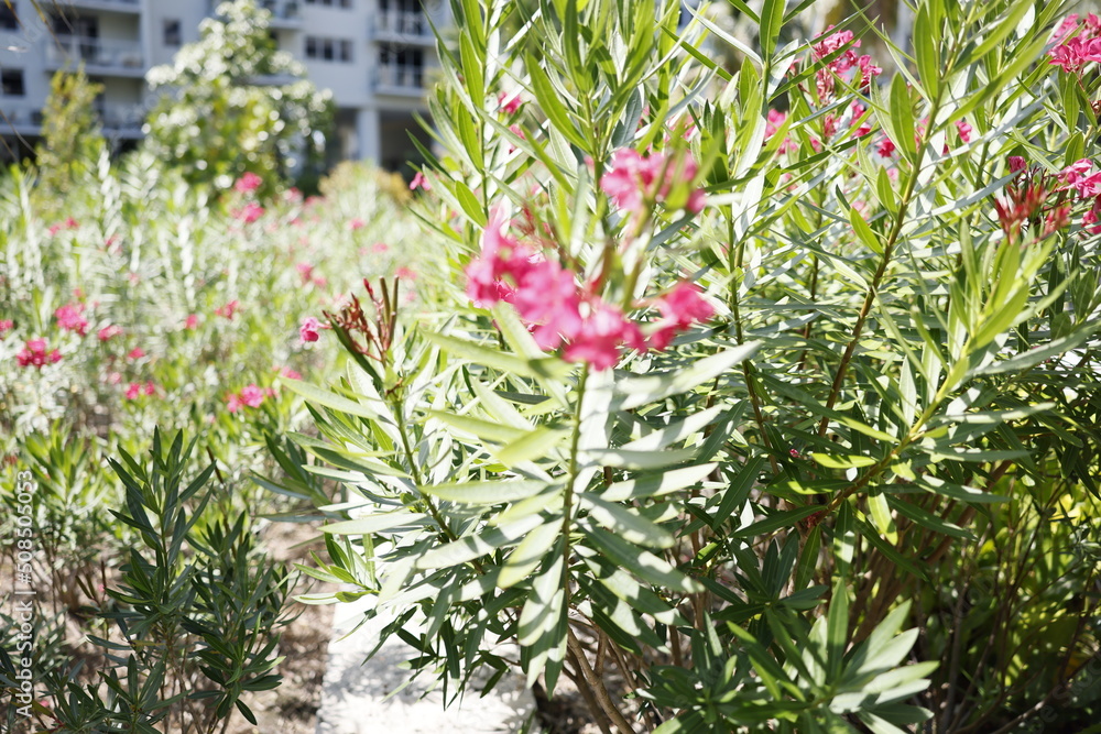 Nerium oleander tough, long-flowering, ornamental shrub or informal hedge that provides an effective screen in a Southern landscape, very fragrant but also poisonous for humans and pets, seen in Miami