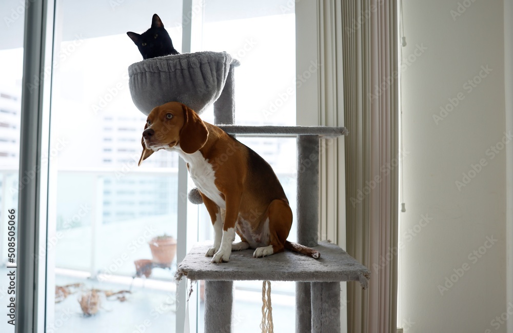 Beagle dog sitting on cat tree together with cat in apartment foto de Stock  | Adobe Stock